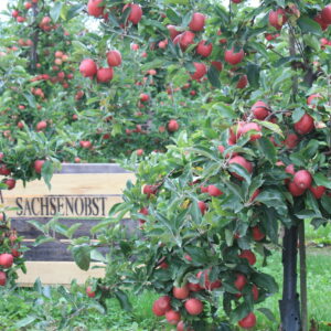 Ausbildung im Obstland Azuiubimesse Grimma