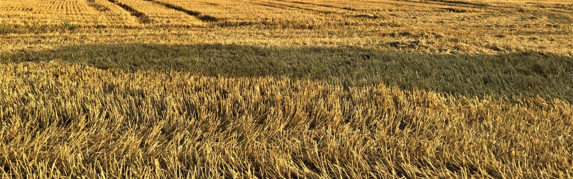 Firmenevents im "Sächsischen Obstland"