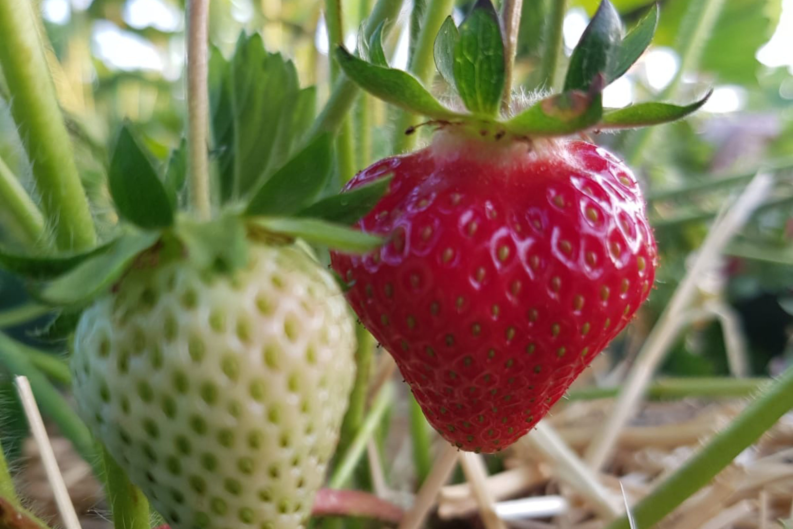 Erste Erdbeeren werden geerntet Sachsenobst